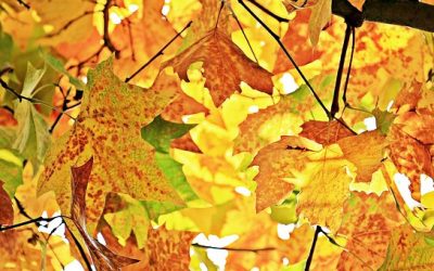 Próximos Seminarios de Otoño